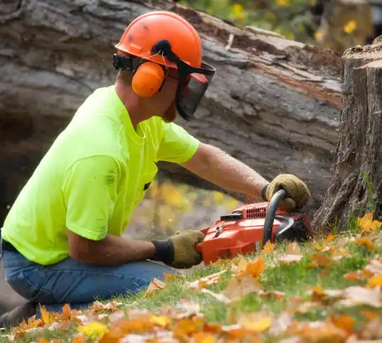 tree services Rouses Point